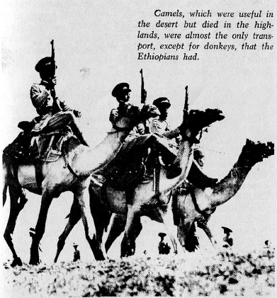 Camels, which were useful in the desert but died in the highlands, were almost the only transport, except for donkeys, that the Ethiopians had.